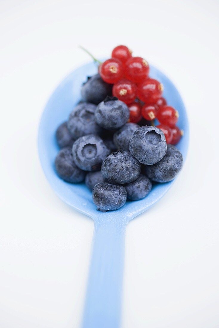 Blueberries and redcurrants on blue spoon