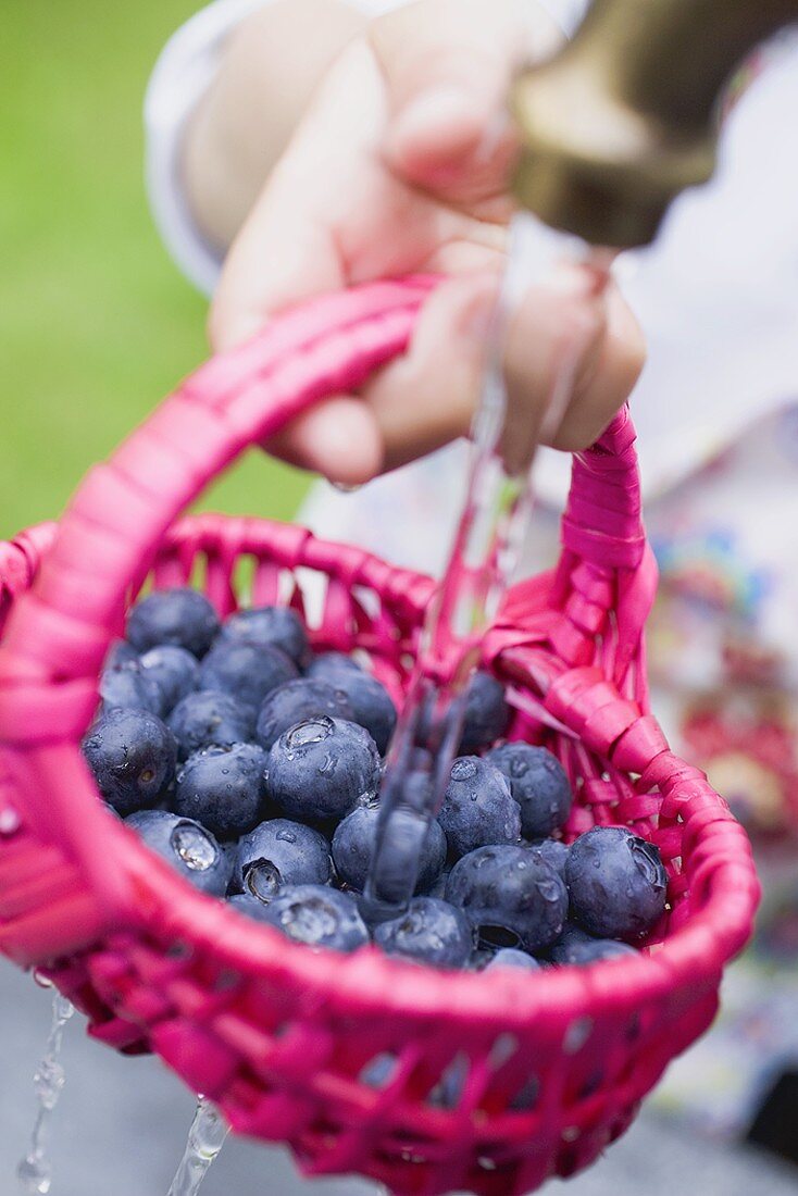 Heidelbeeren im Korb waschen