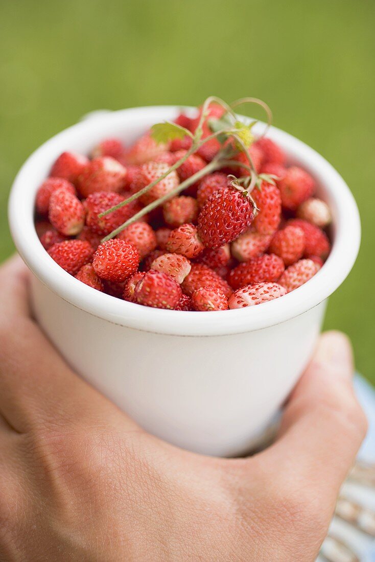 Hand hält Walderdbeeren im Becher