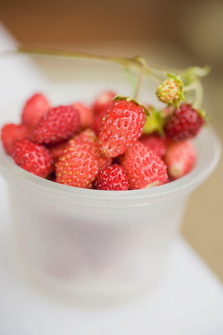 Wild strawberries in plastic tub