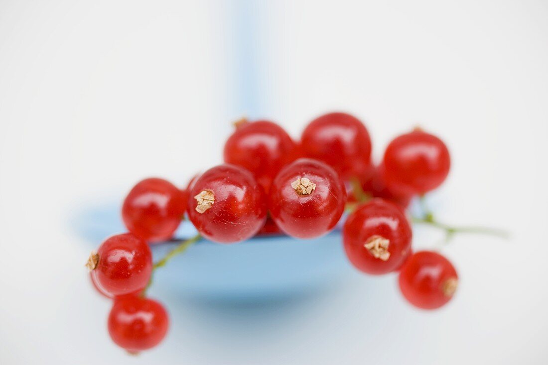 Rote Johannisbeeren auf Löffel