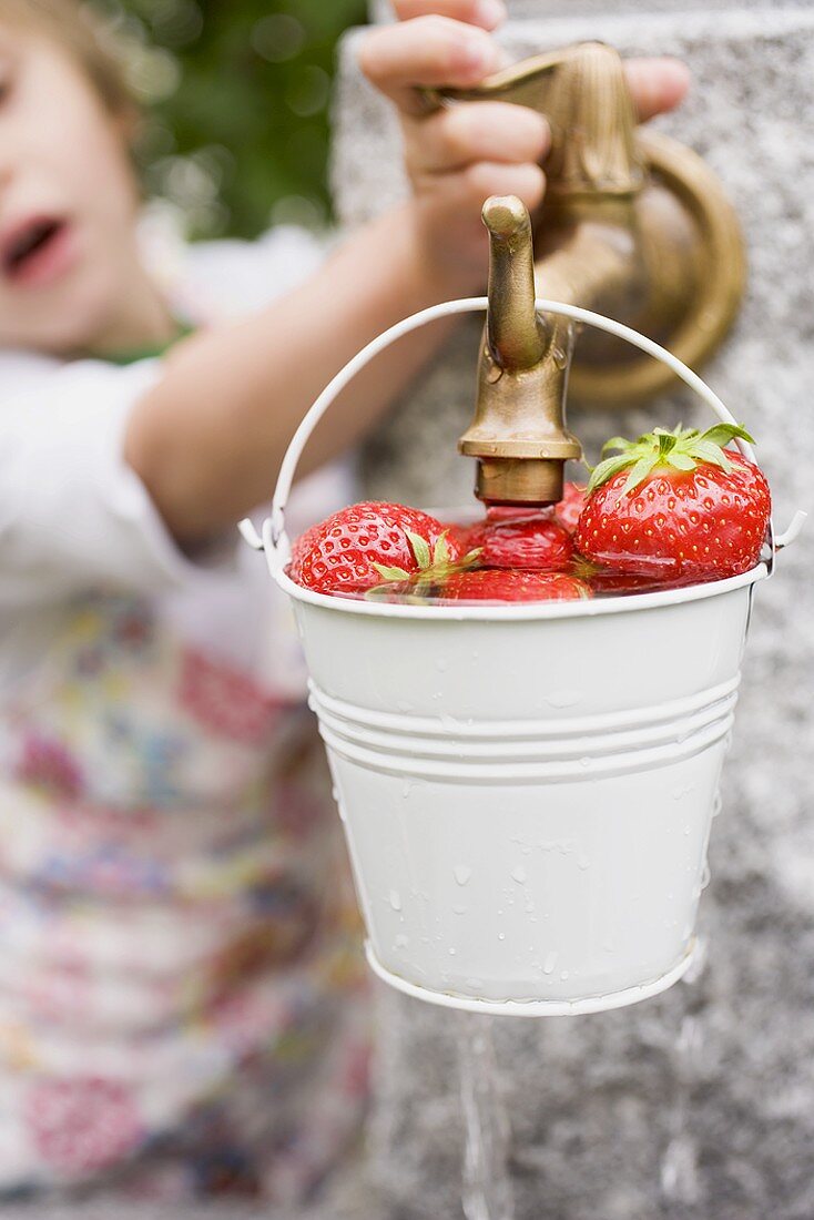 Washing strawberries in a bucket