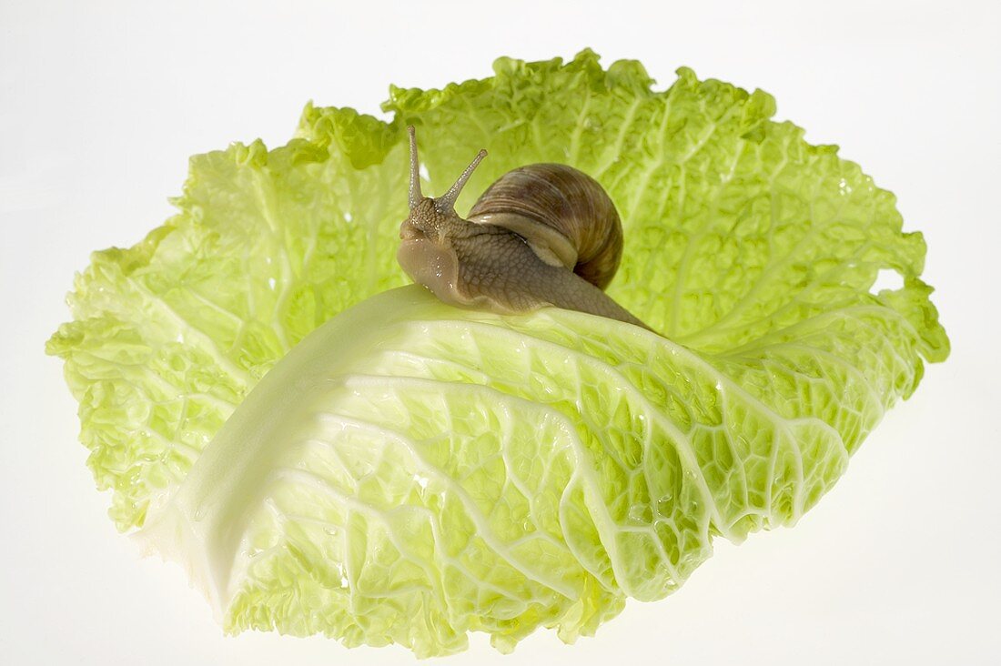 Snail on lettuce leaf