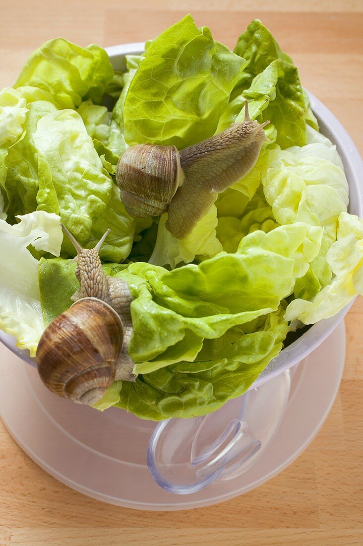 Lebendige Schnecken auf Kopfsalat in Schüssel, Salatbesteck