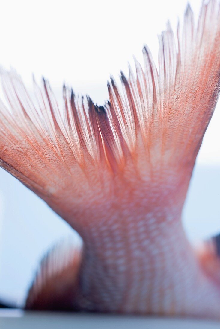 Tail of red snapper