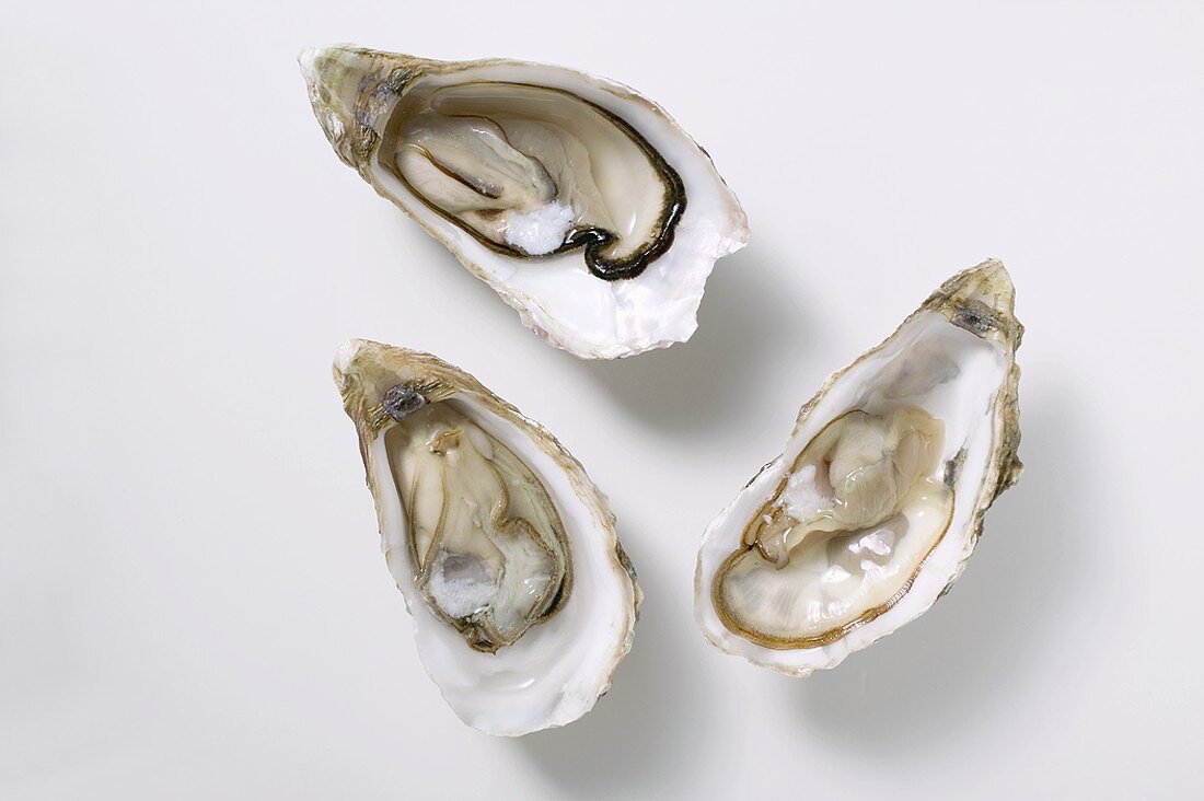 Fresh oysters, opened