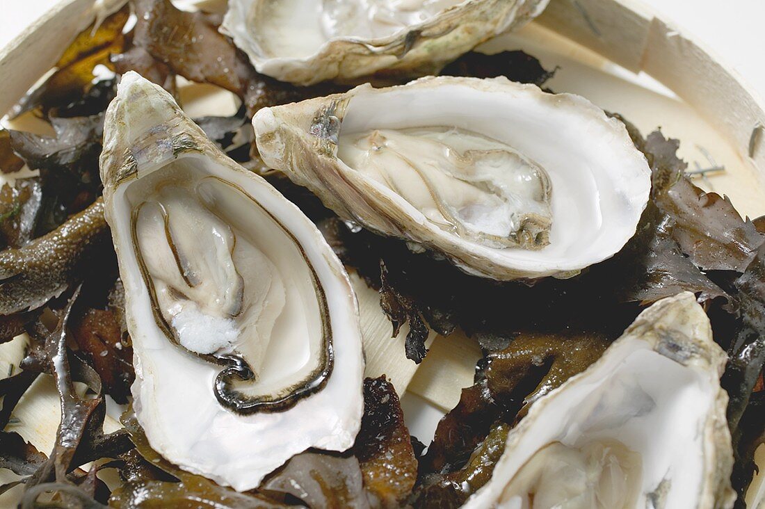 Fresh oysters, opened, on seaweed