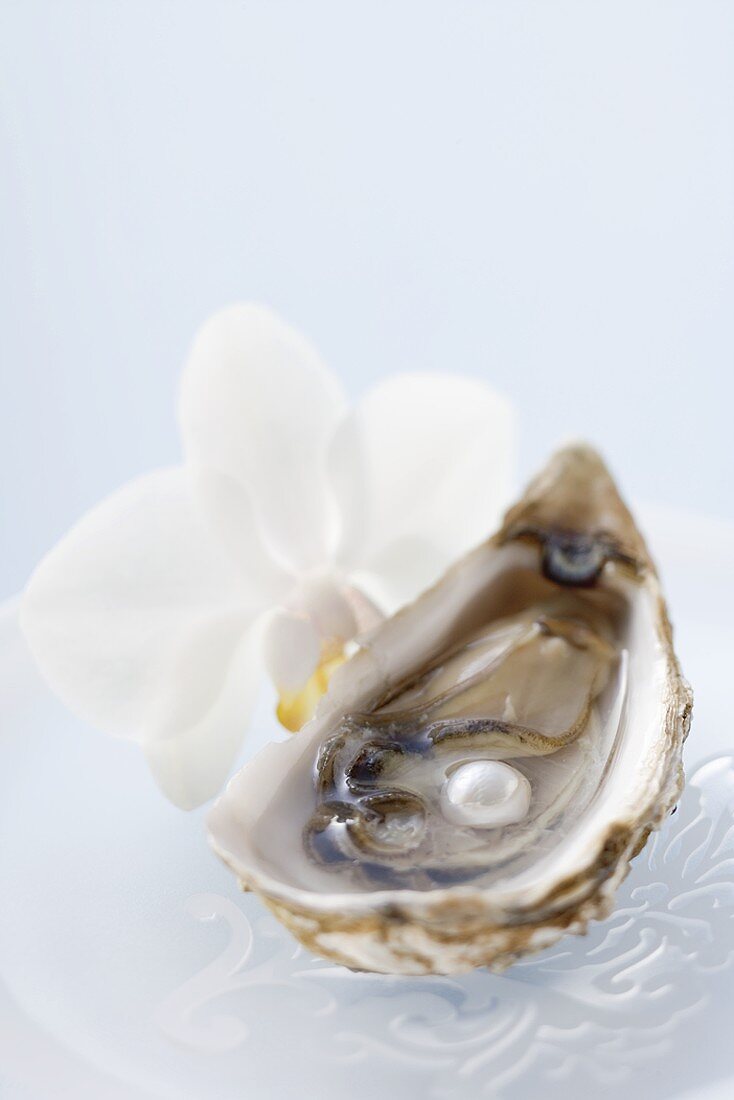Fresh oyster with pearl, white orchid beside it