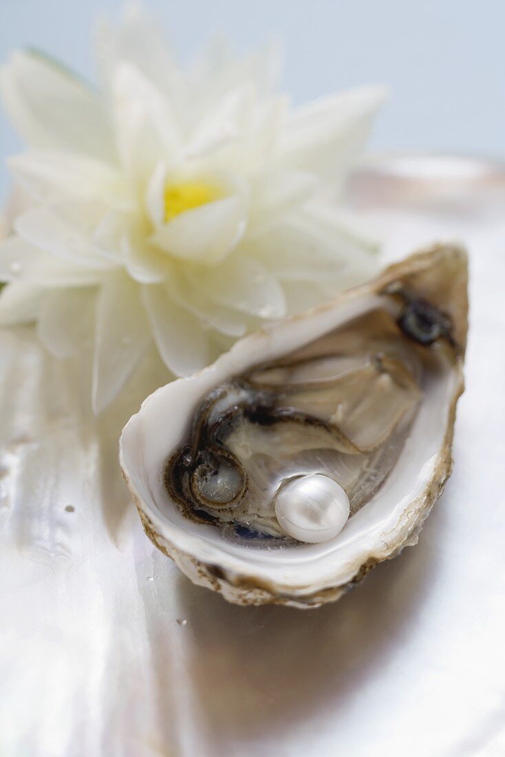 Frische Auster mit Perle, dahinter weiße Seerose