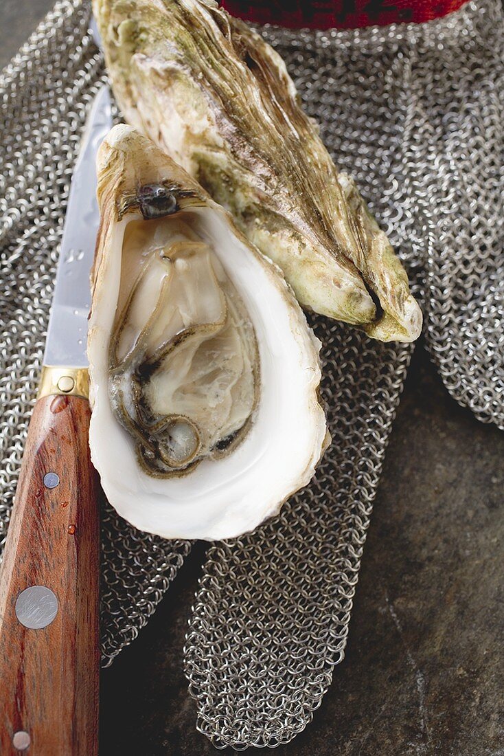 Fresh oysters, oyster glove and knife