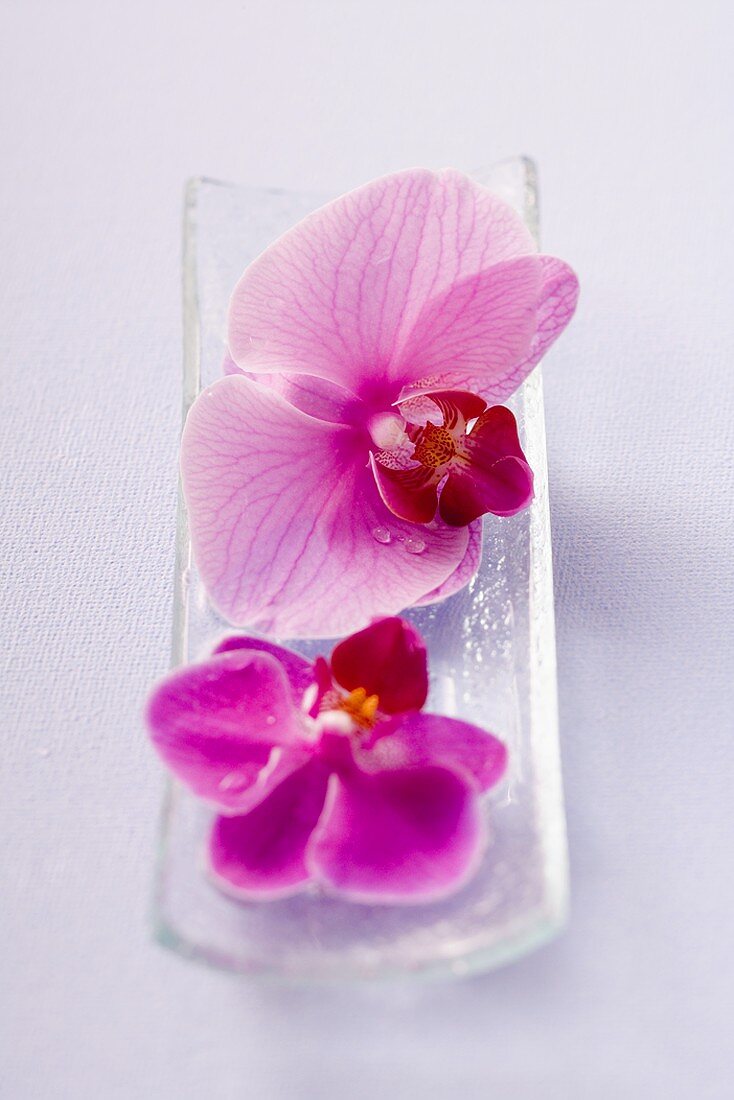 Purple orchids in glass dish