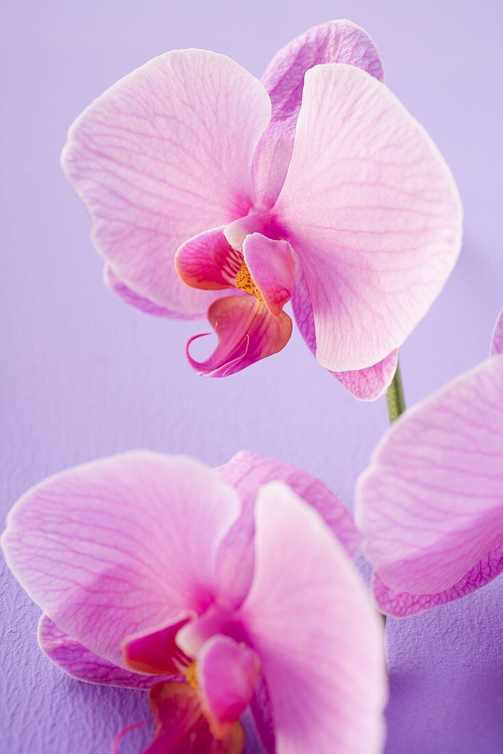 Pink orchids