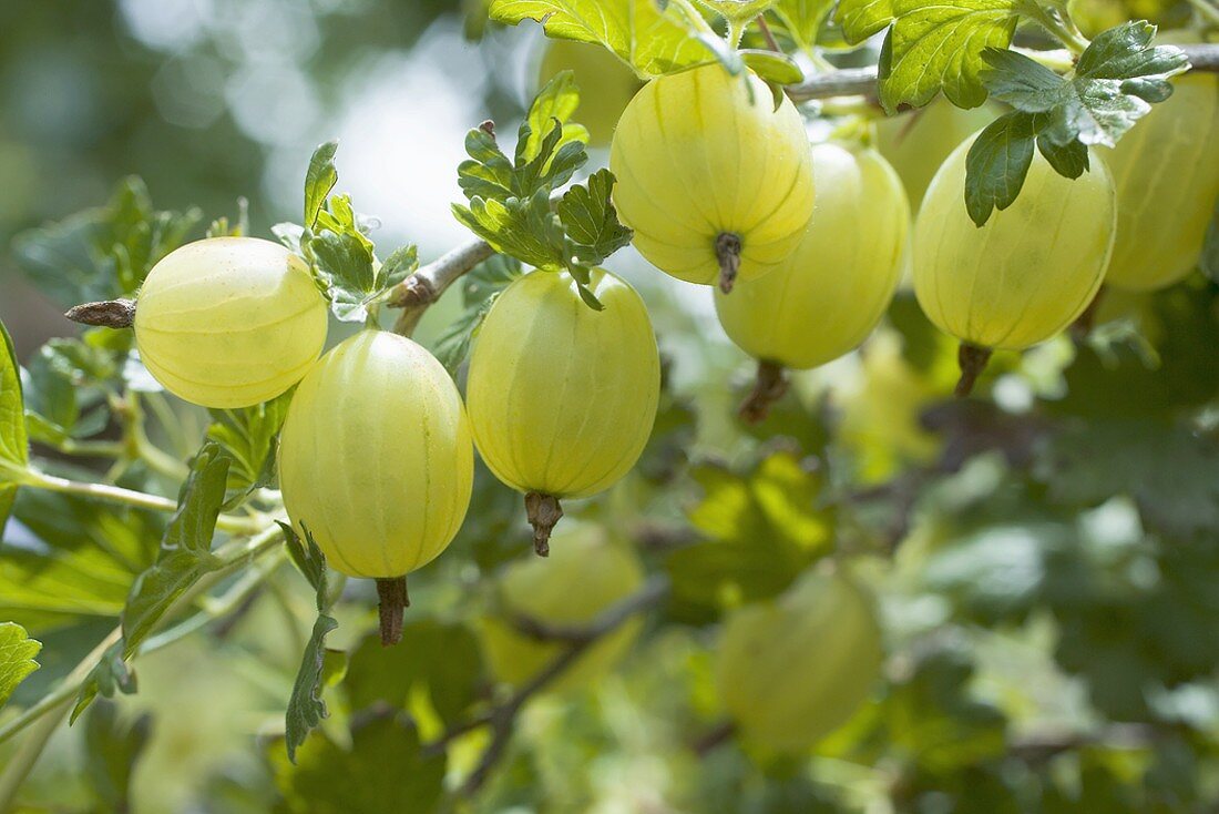 Green gooseberries on the bush