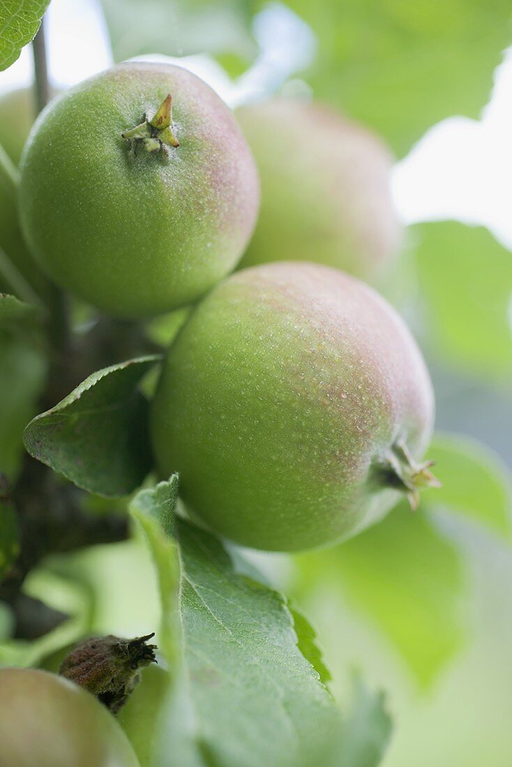 Unripe apples on the tree