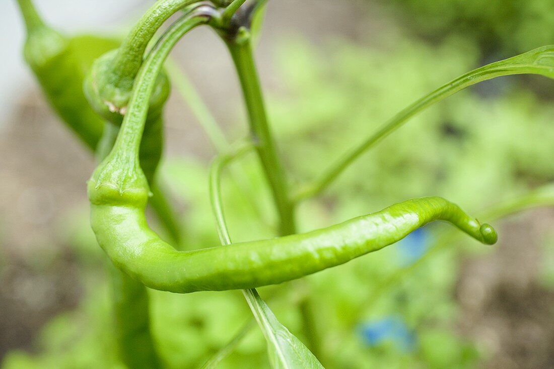 Green chilli on the plant