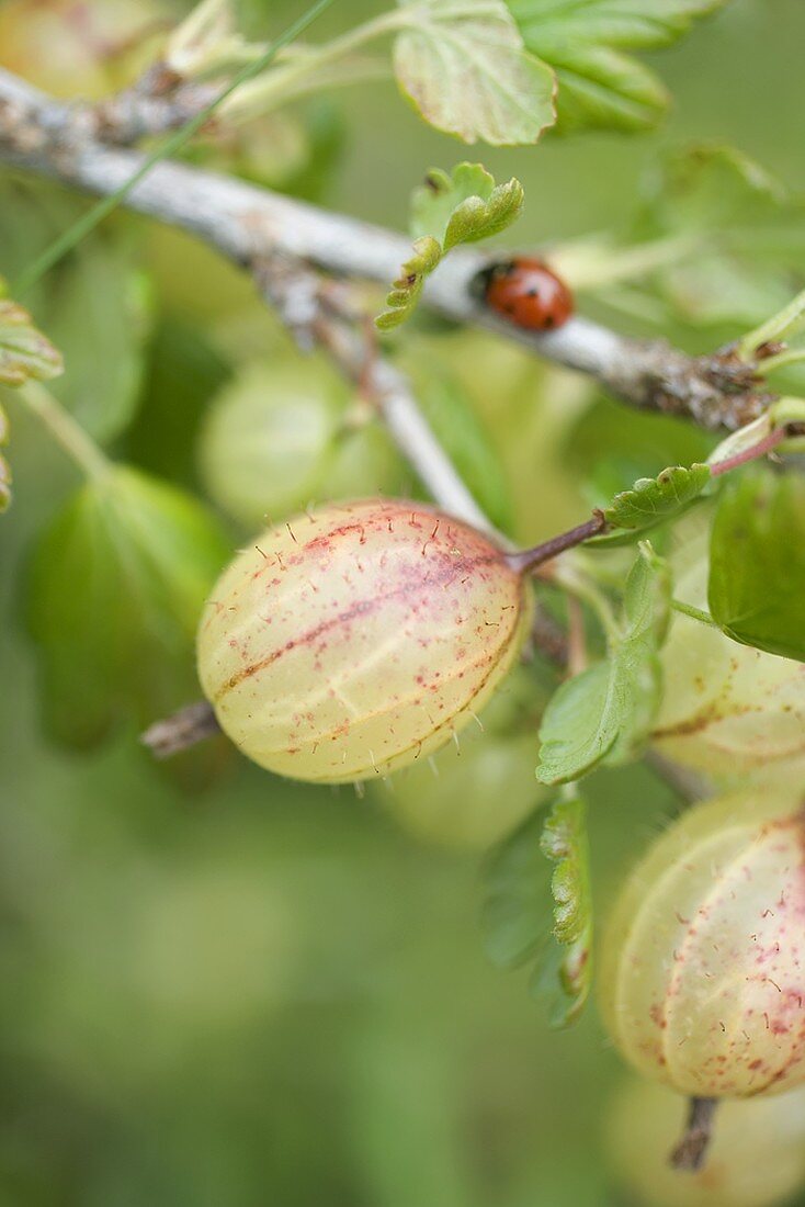Gooseberries on the bush with ladybird
