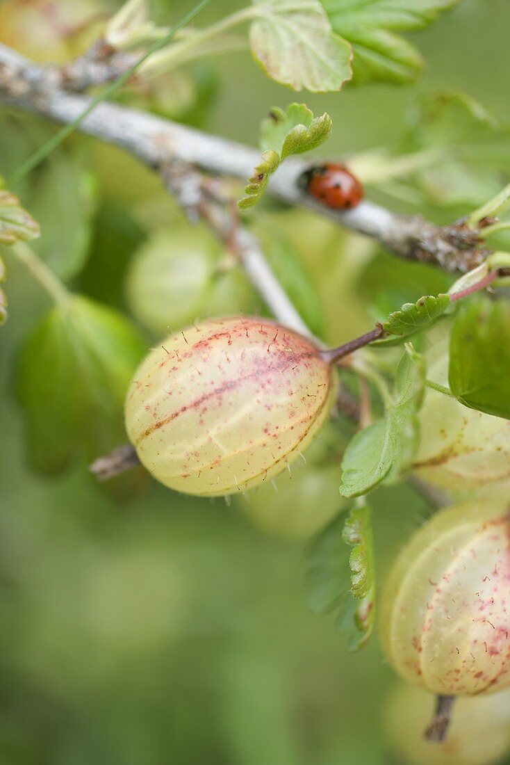 Stachelbeeren am Strauch mit Marienkäfer