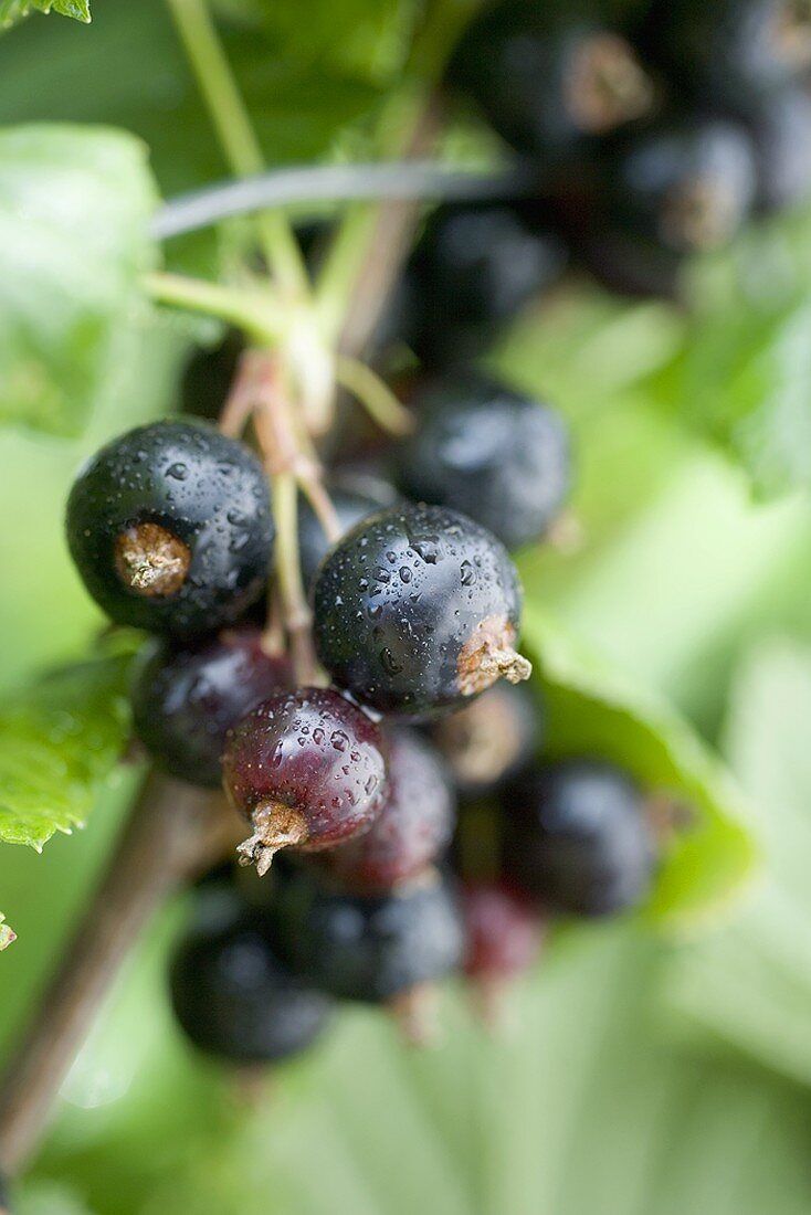 Blackcurrants on the bush