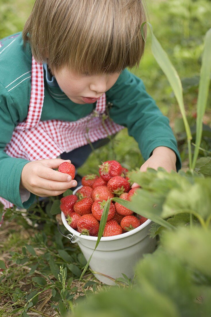 Kind mit Eimer voll Erdbeeren im Garten