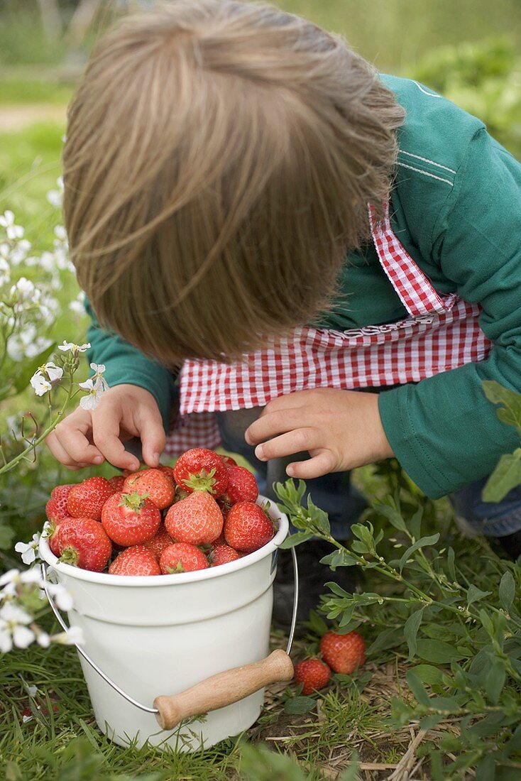 Kind mit Eimer voll Erdbeeren im Garten