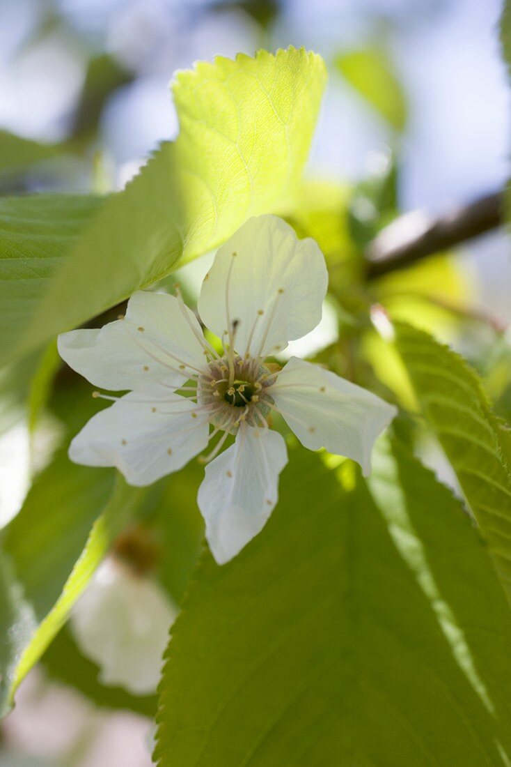 Kirschblüten am Zweig mit Blättern