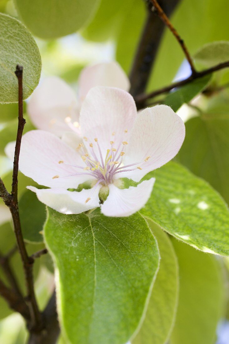 Mandelblüte am Zweig