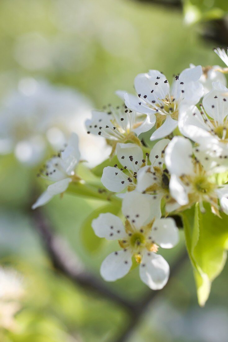 Pear blossom on branch