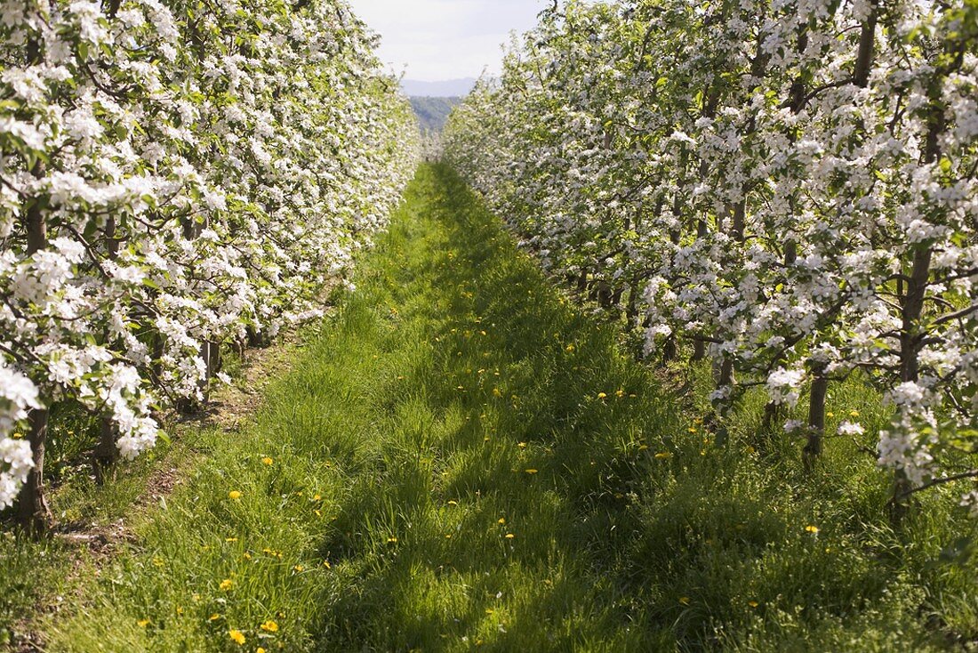 Young apple trees in blossom