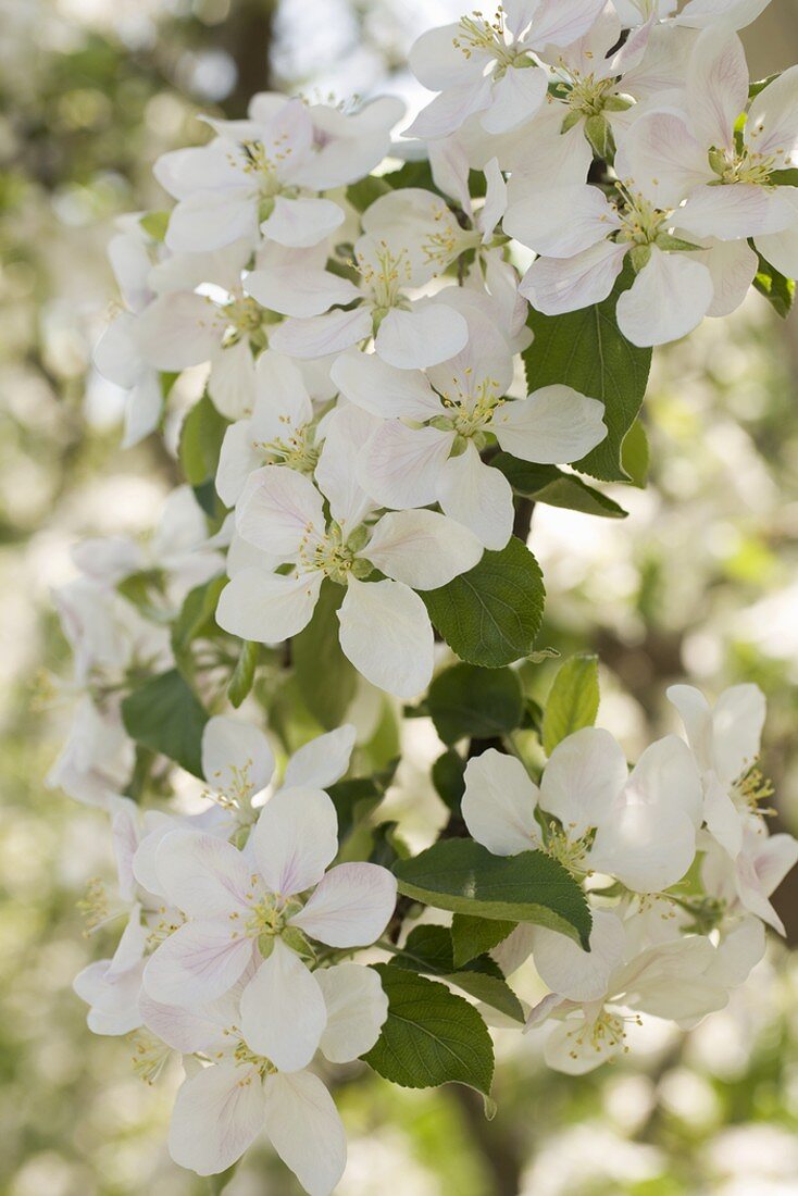 Birnenblüten am Zweig