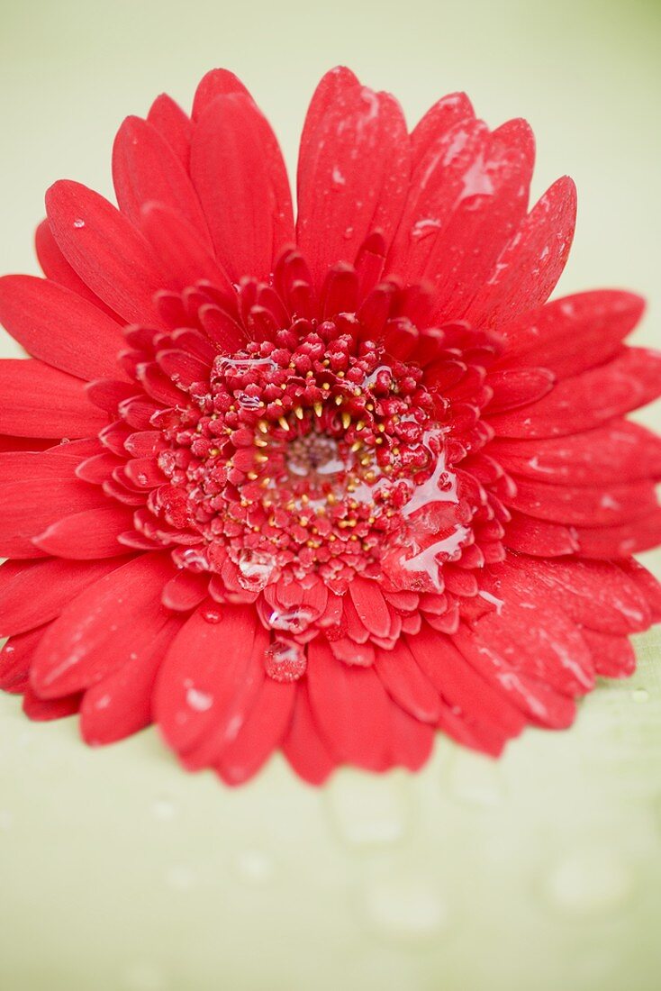 Rote Gerbera mit Wassertropfen