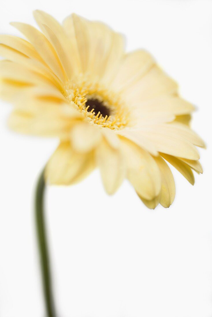 Gelbe Gerbera