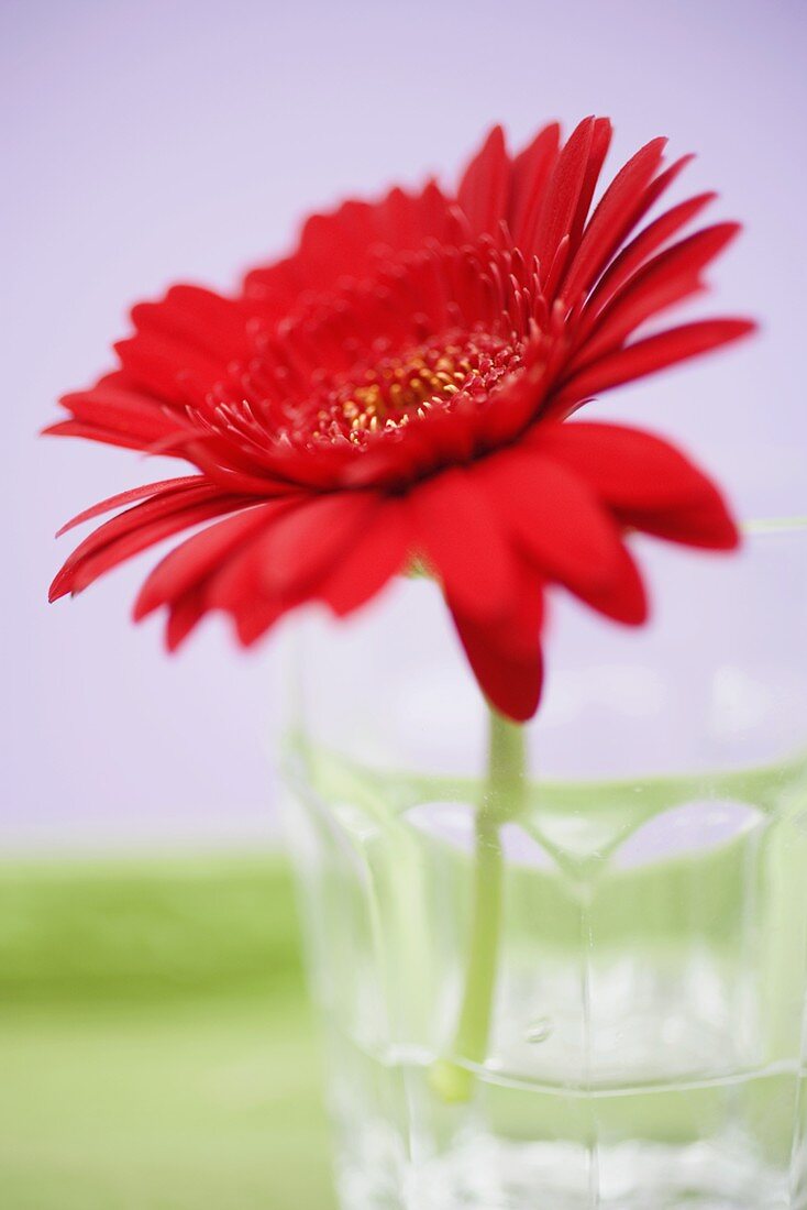 Red gerbera in glass of water