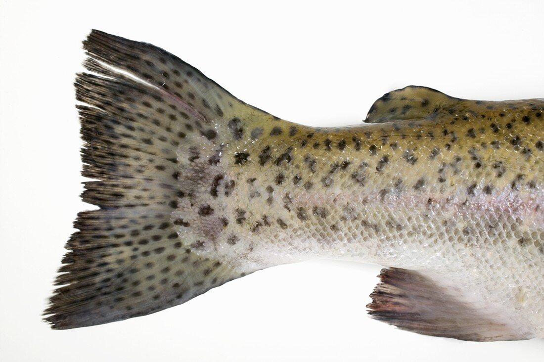 Salmon trout (tail) – License Images – 962162 ❘ StockFood