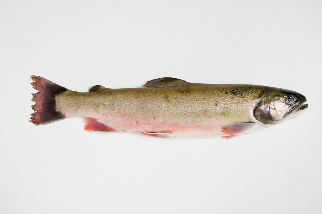 Salmon trout