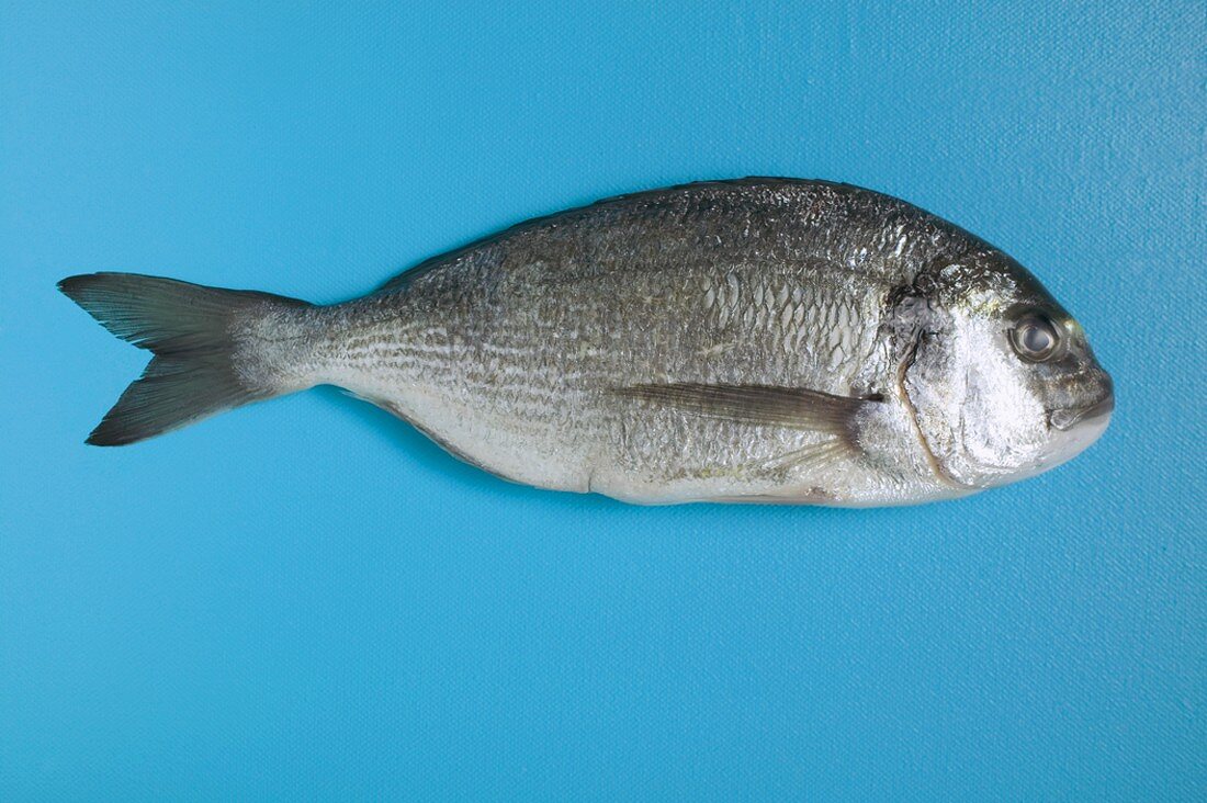 Gilthead bream on blue background