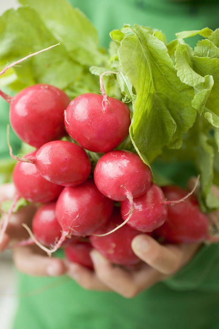 Child's hands holding bunch of radishes