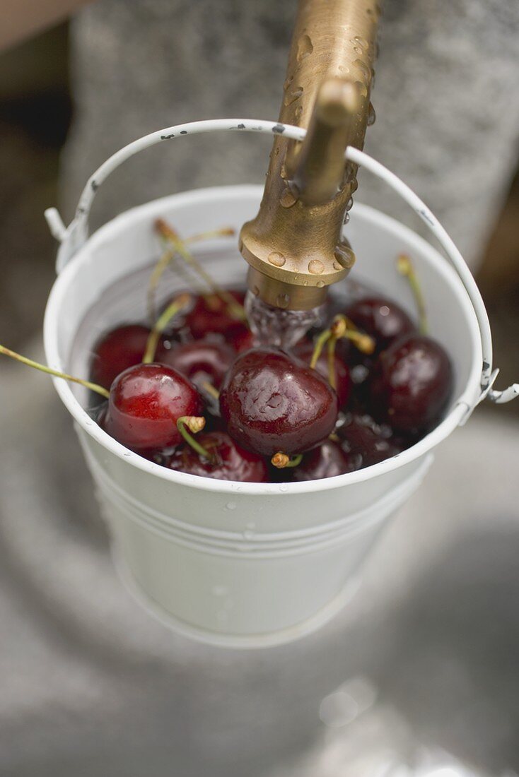 Washing cherries in bucket under tap