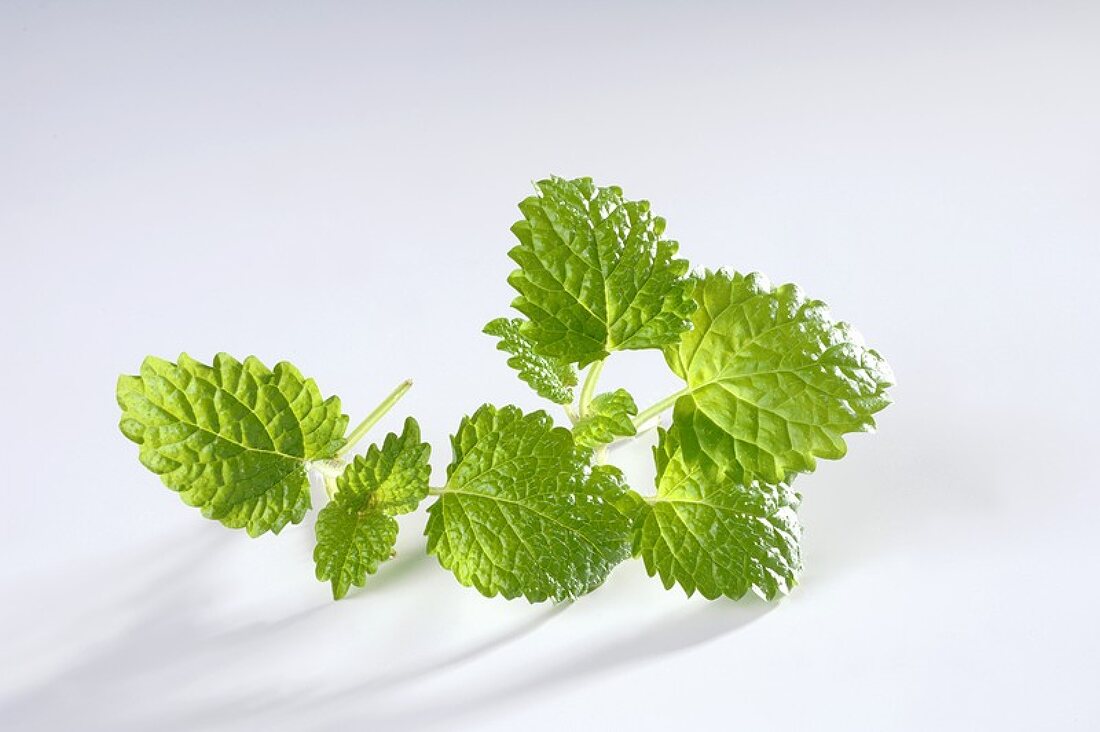 Two sprigs of lemon balm