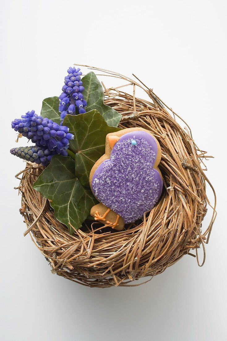 Easter biscuit (purple chick) & grape hyacinths in Easter nest