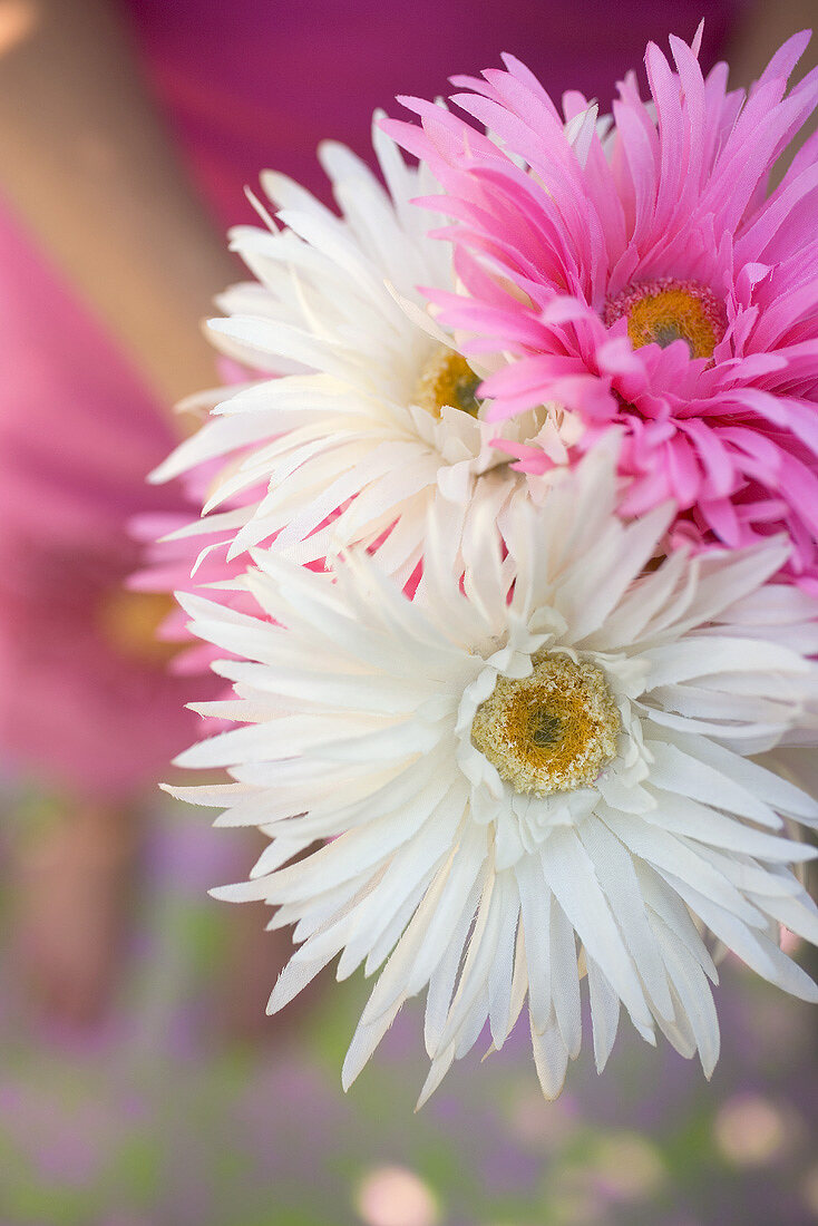 Sommerlicher Blumenstrauss aus weissen und rosa Astern