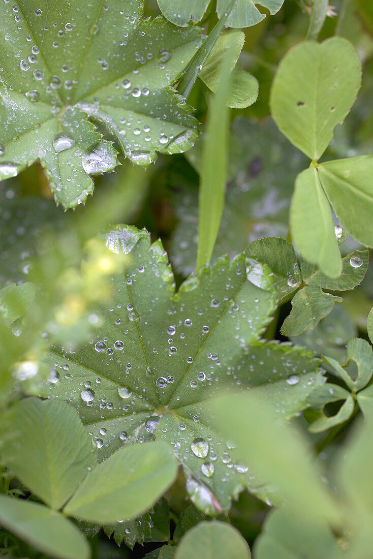 Frauenmantel-Blätter mit Wassertropfen im Gemüsebeet