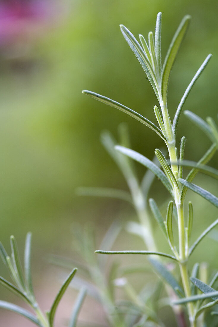 Rosemary in a garden (close-up)