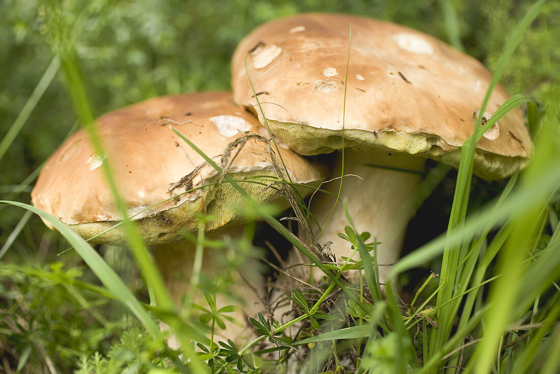 Zwei Steinpilze im Gras