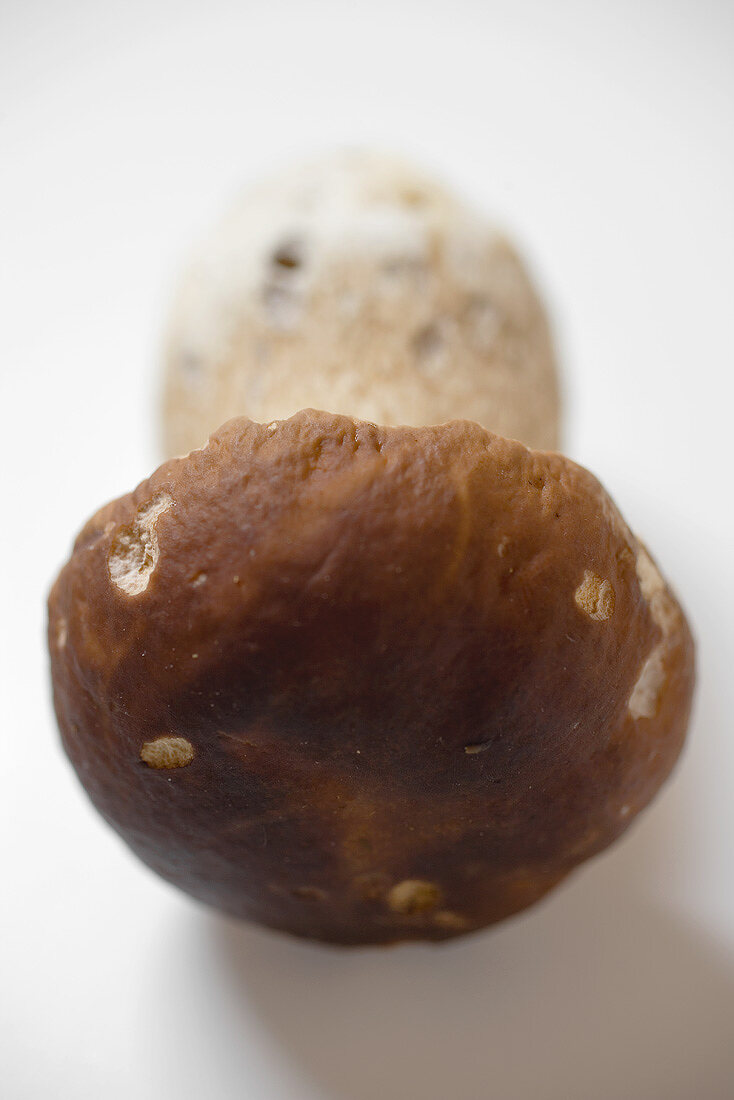Fresh cep, viewed from the cap end