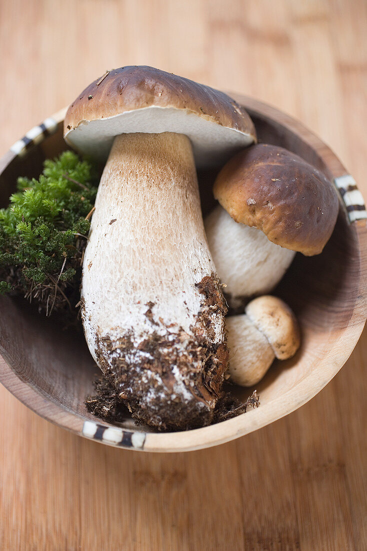 Frische Steinpilze mit Moos in Holzschale