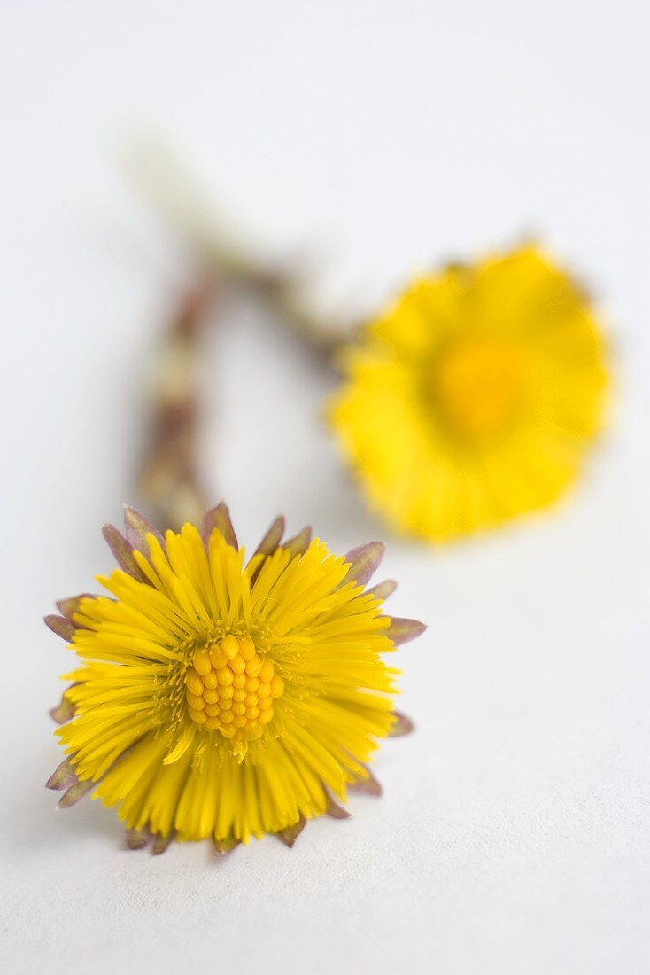 Two coltsfoot flowers