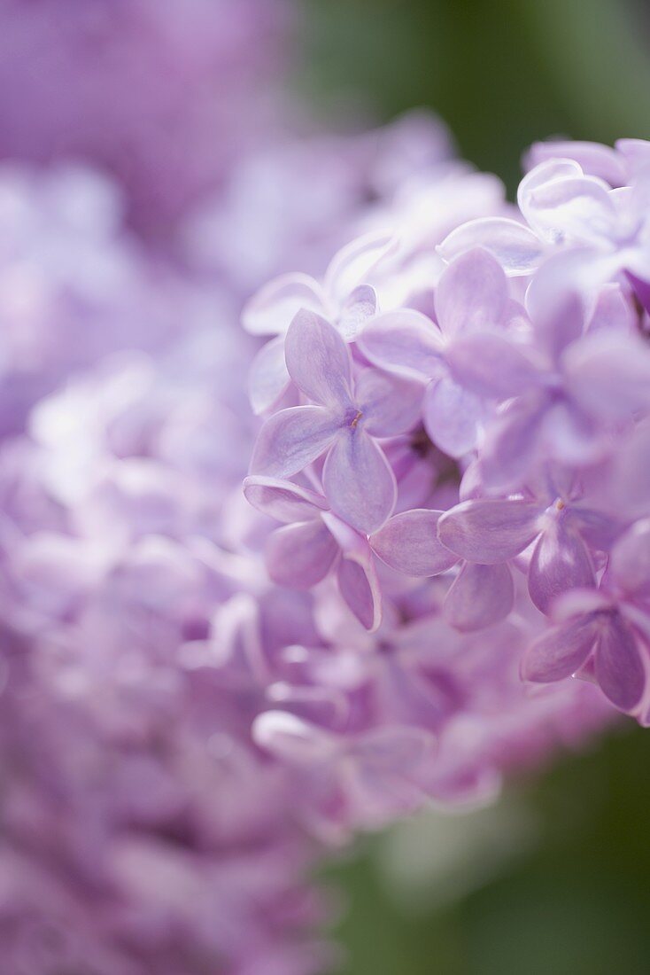 Fliederblüten (Close Up)