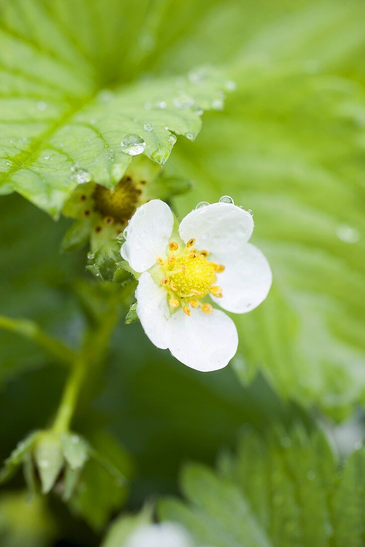 Strawberry flower (close-up)