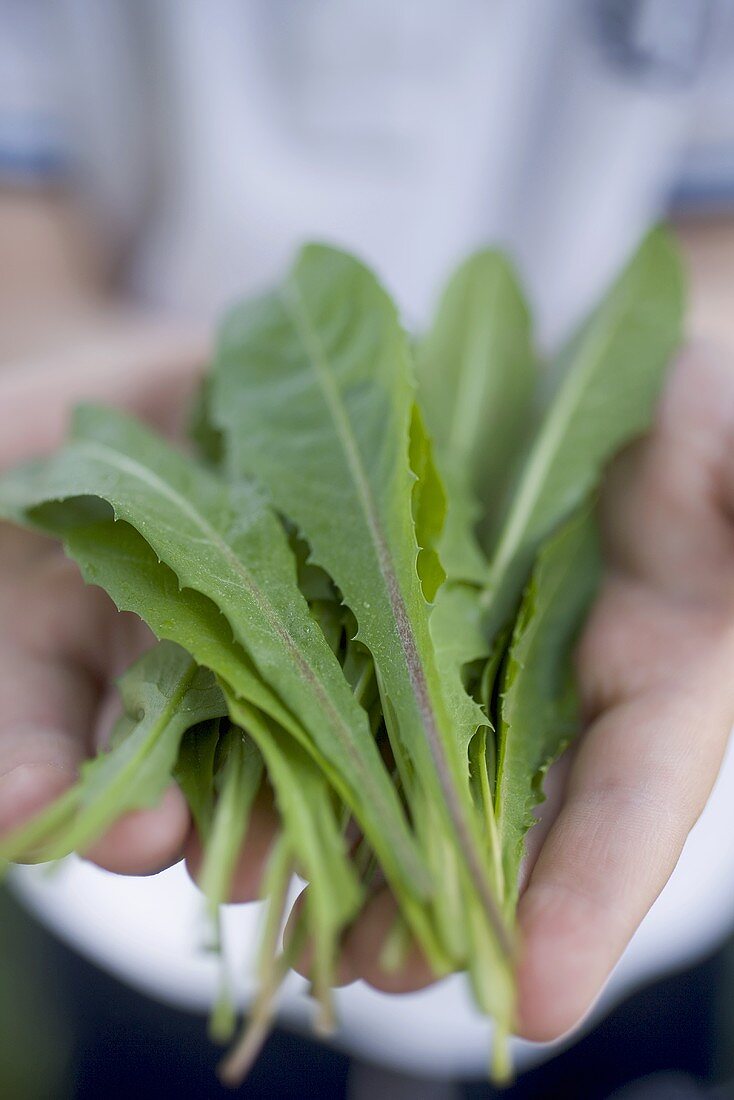 Hands holding dandelion leaves