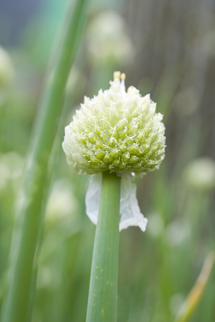 Schnittknoblauch mit Blüte